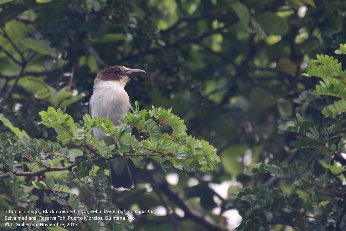 Black-crowned Tityra - ML75065501