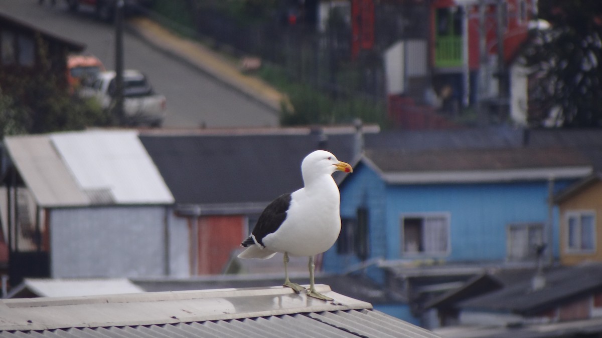 Kelp Gull - Claudio Jorge Paccot