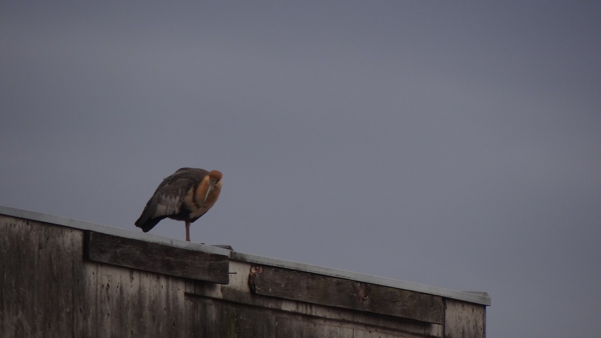 Black-faced Ibis - ML75066731