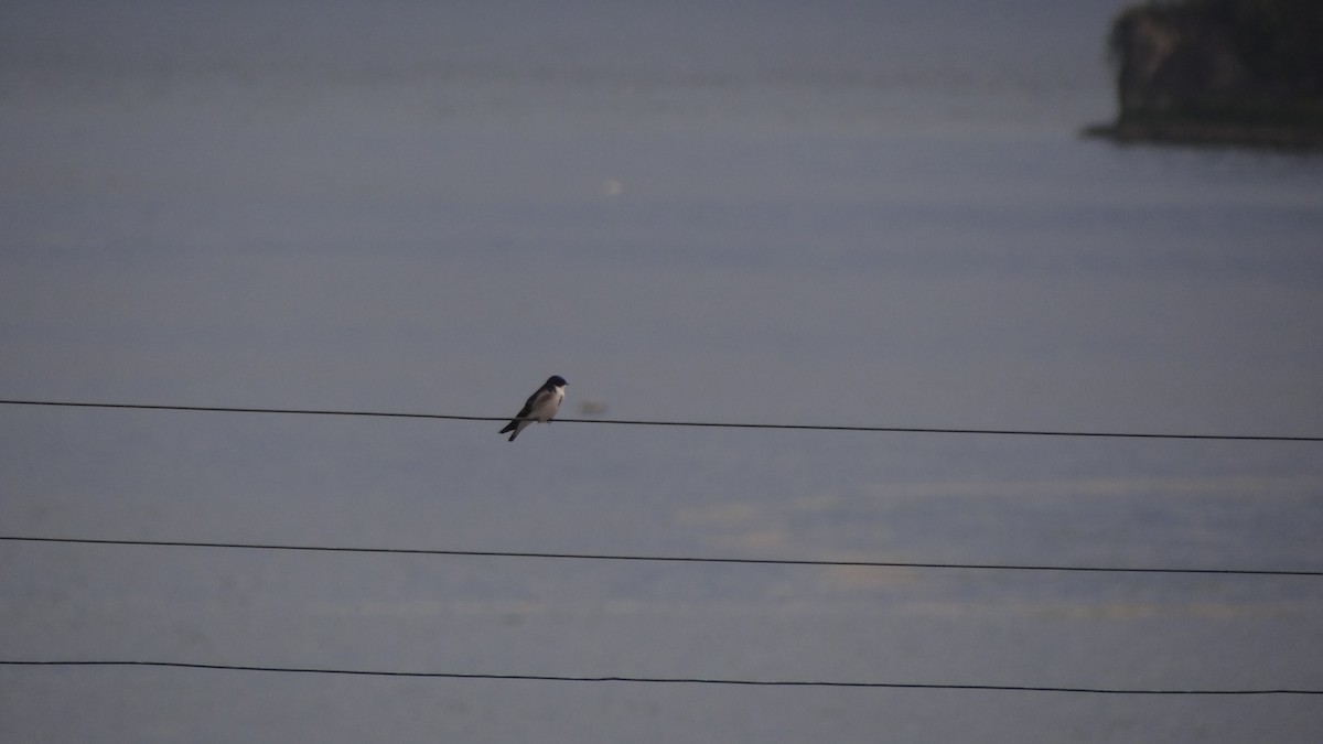 Chilean Swallow - ML75066881