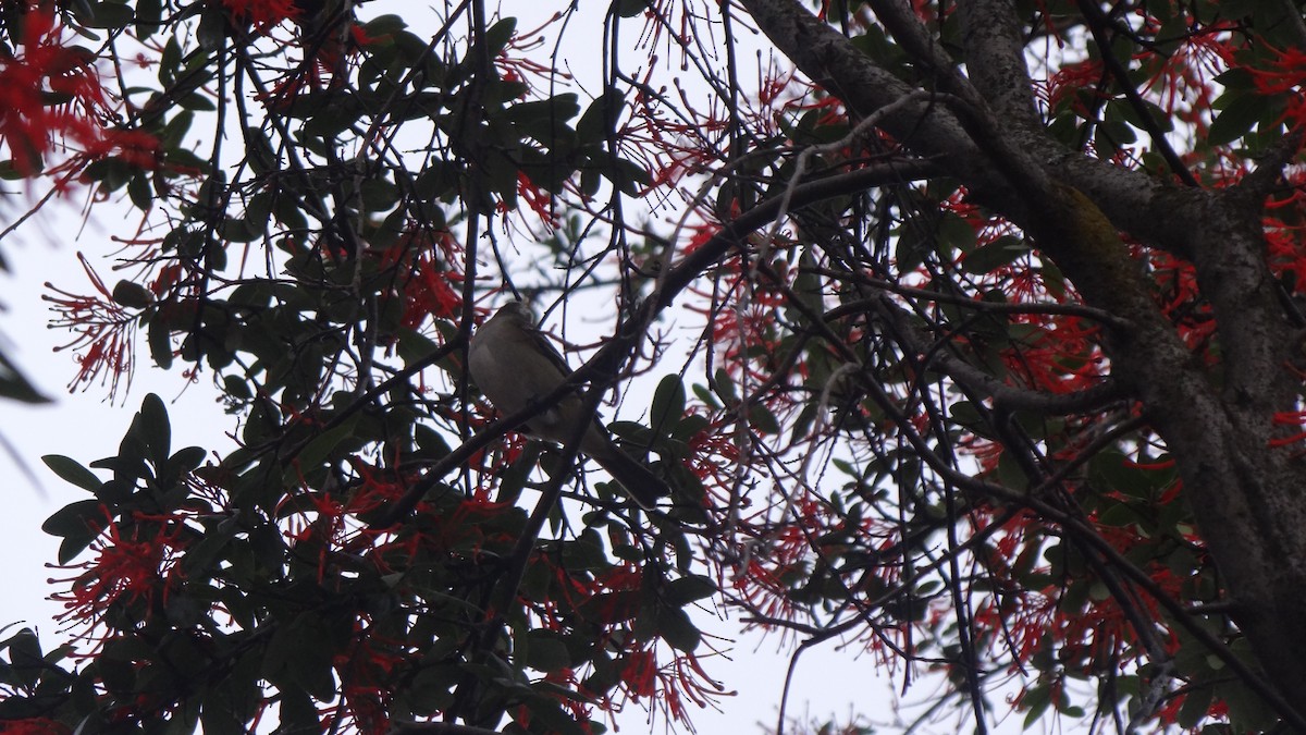 White-crested Elaenia (Chilean) - ML75067611