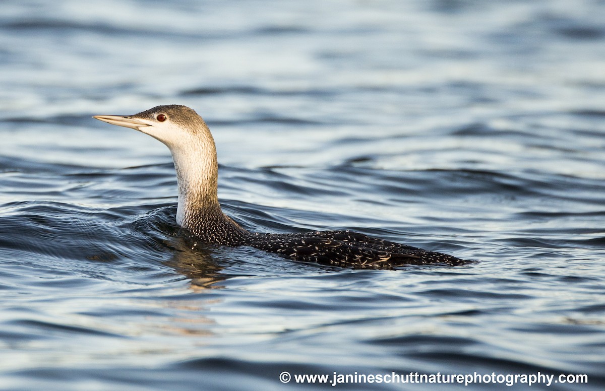 Red-throated Loon - Janine Schutt