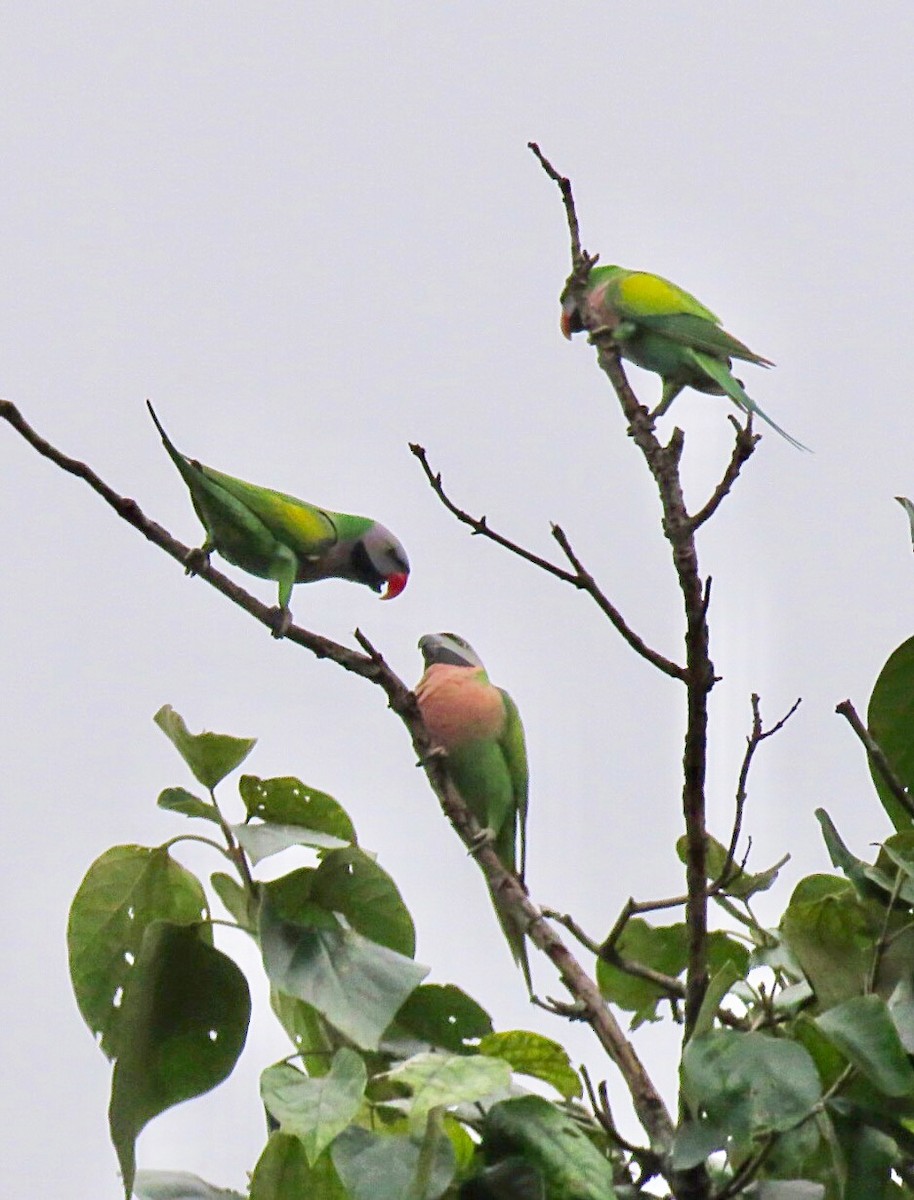 Red-breasted Parakeet - ML75068691