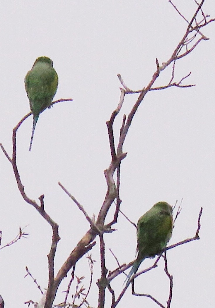 Red-breasted Parakeet - ML75068721