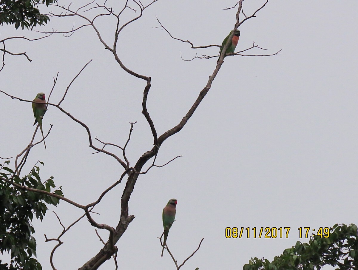 Red-breasted Parakeet - ML75068741