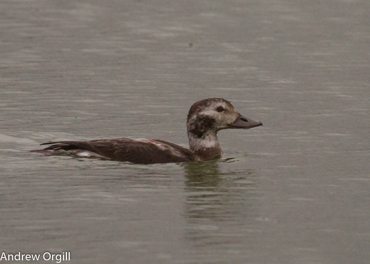 Long-tailed Duck - Andrew Orgill