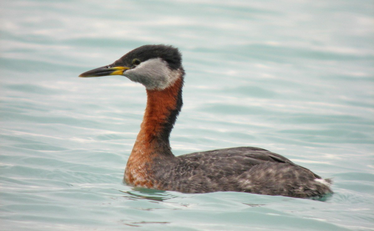 Red-necked Grebe - ML75071911