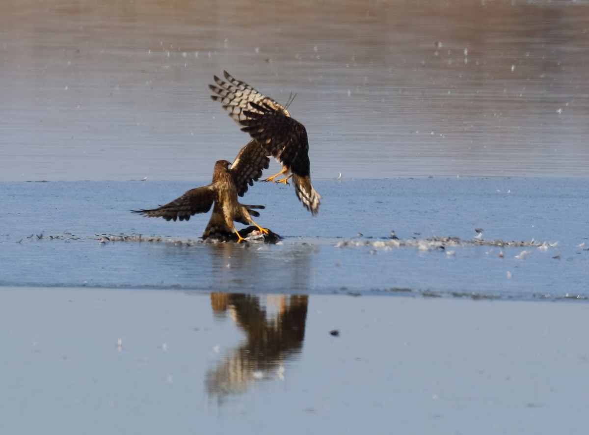 Northern Harrier - ML75072161