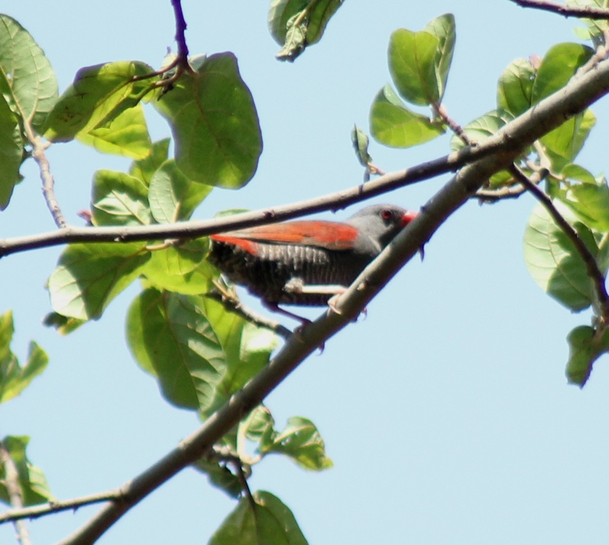 Red-billed Pytilia - ML75072611