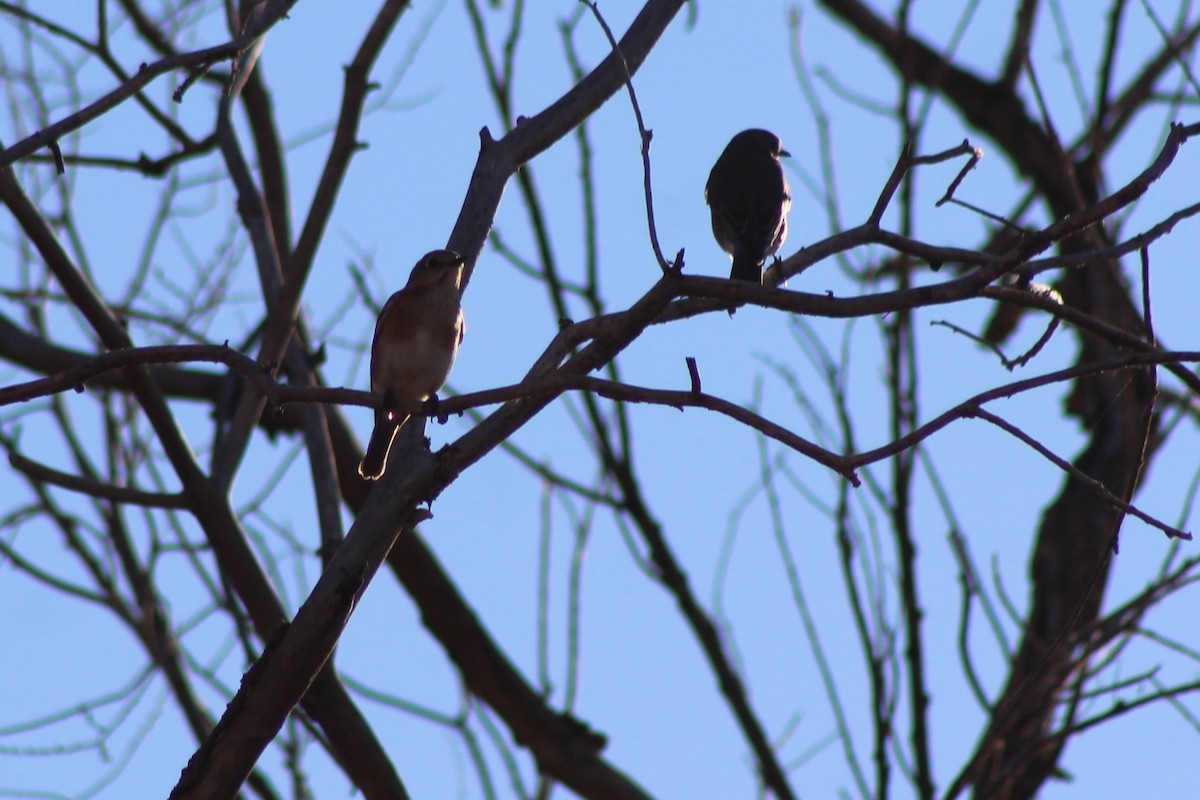 Eastern Bluebird - ML75072741