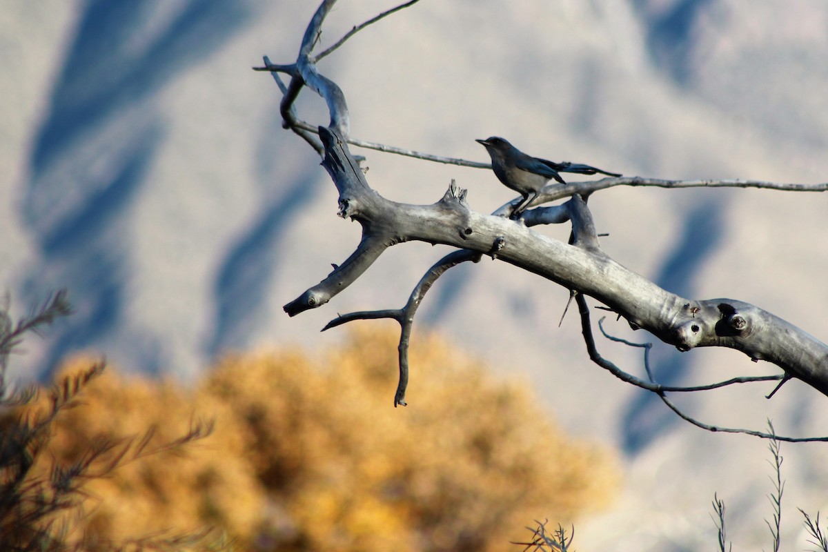 Woodhouse's Scrub-Jay - David Lerwill