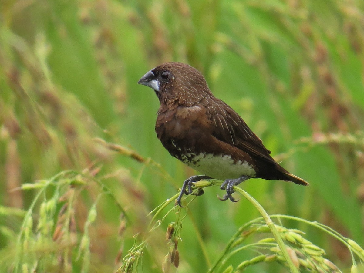 White-bellied Munia - ML75073851