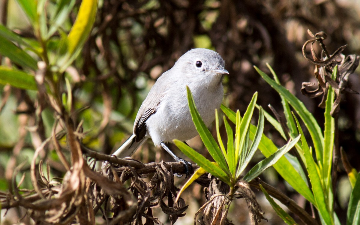 Blue-gray Gnatcatcher - Peter Nguyen