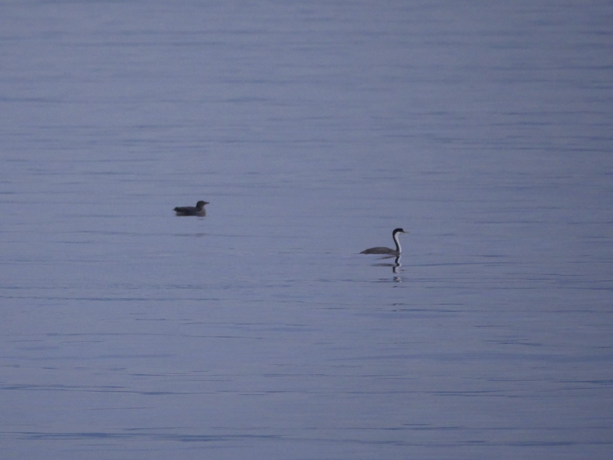 Western Grebe - Jen Walsh Fisher