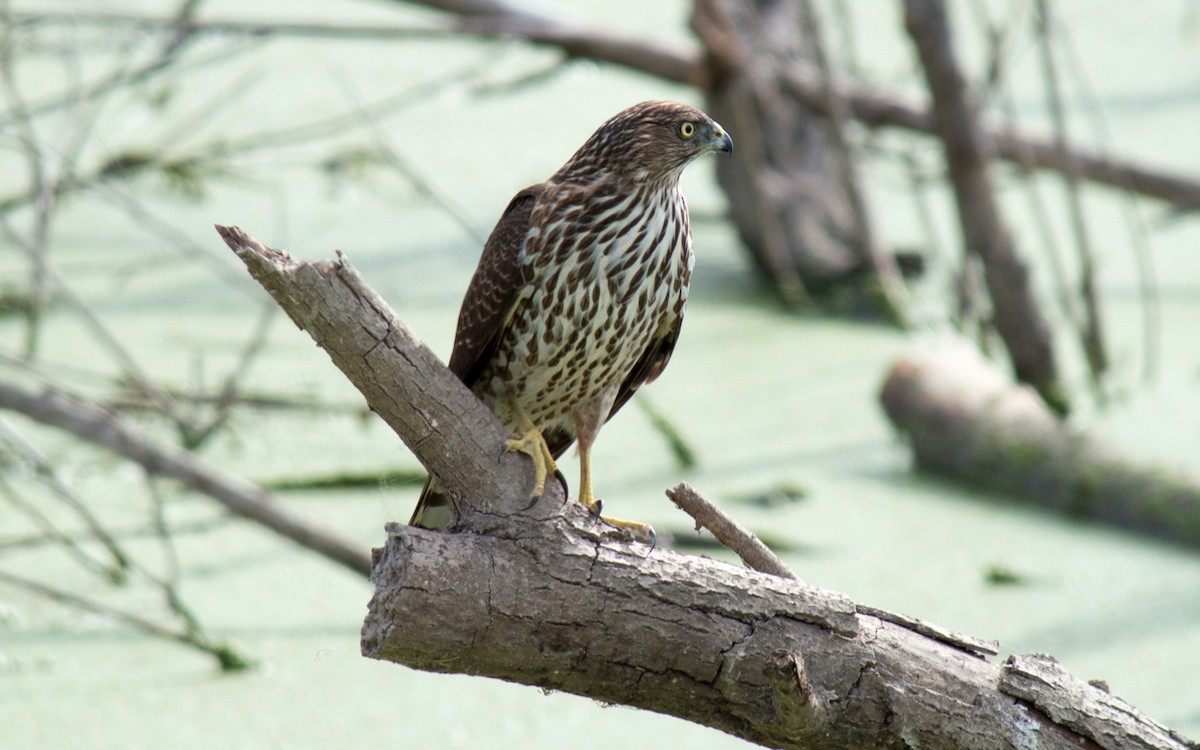 Cooper's Hawk - Peter Nguyen