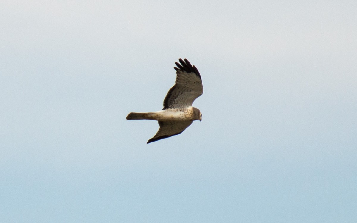 Aguilucho de Hudson - ML75078201