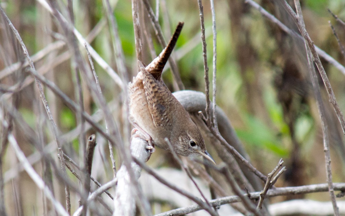 House Wren - ML75079511