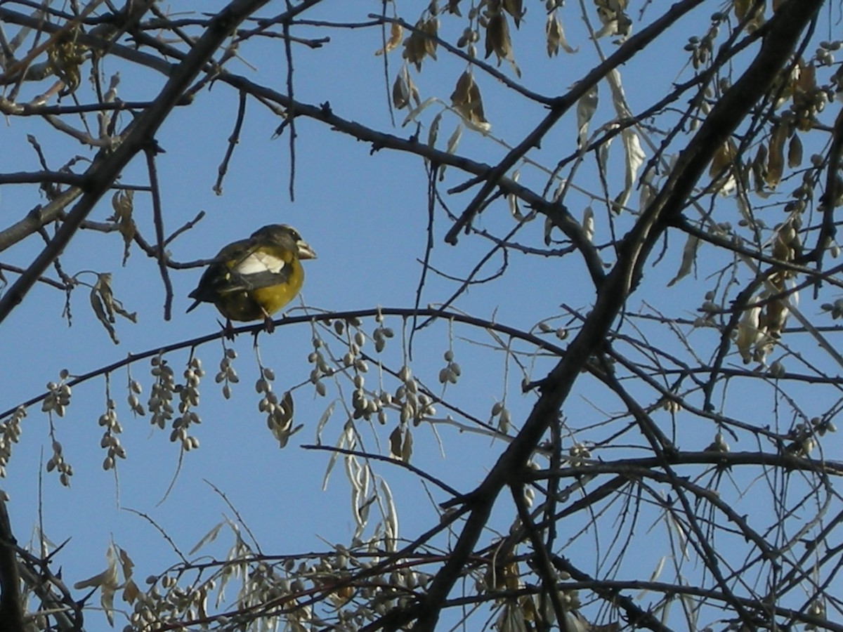 Evening Grosbeak - ML75079941