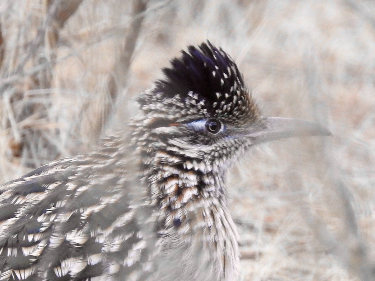 Greater Roadrunner - Kevin Manley