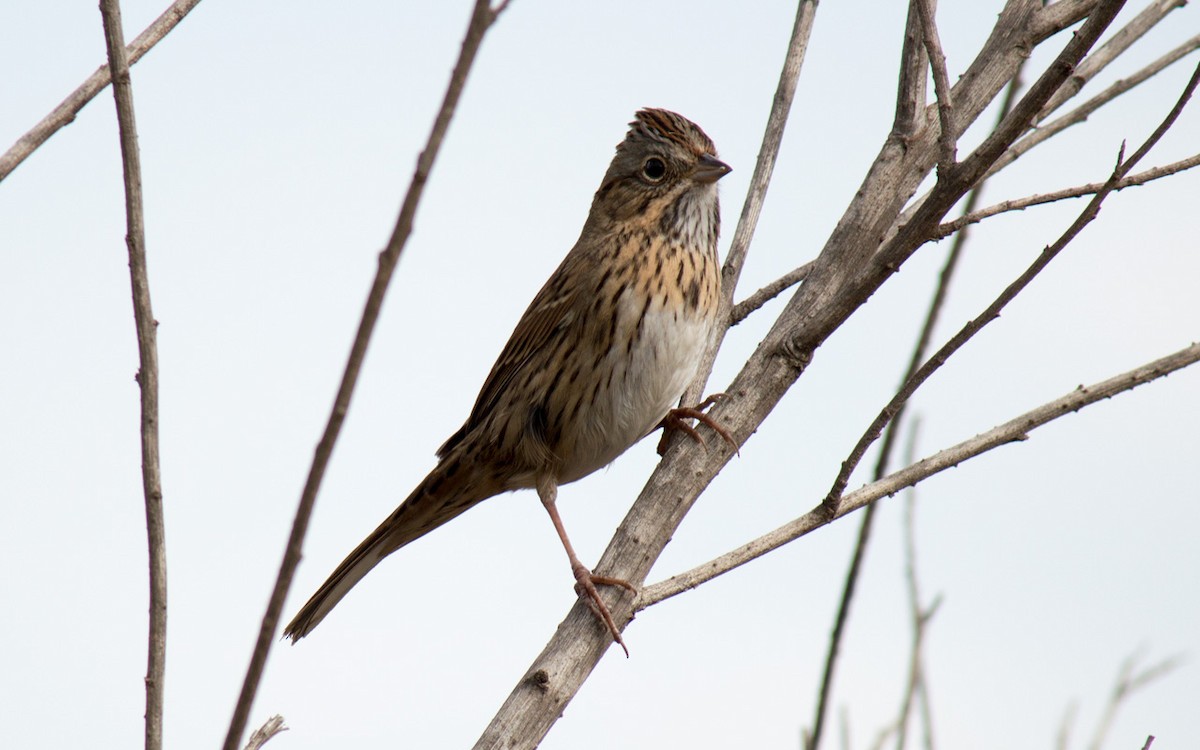 Lincoln's Sparrow - Peter Nguyen