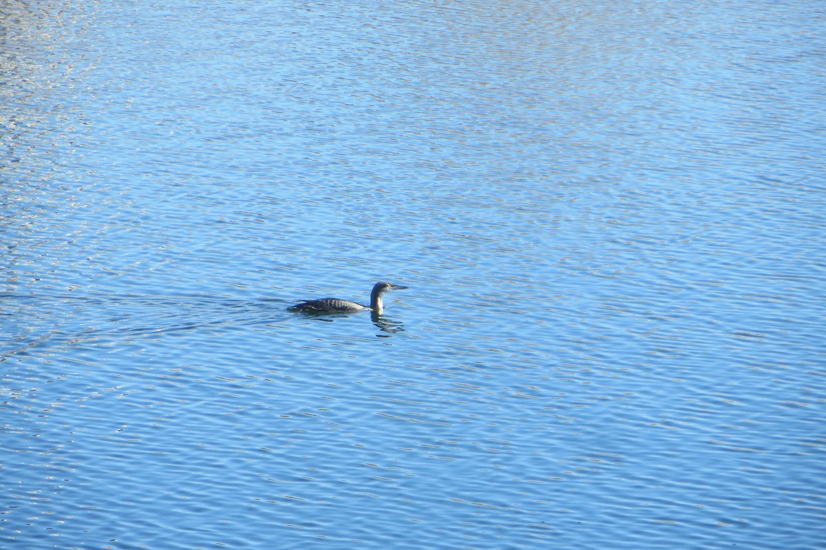 Pacific Loon - Carlos Gonzalez