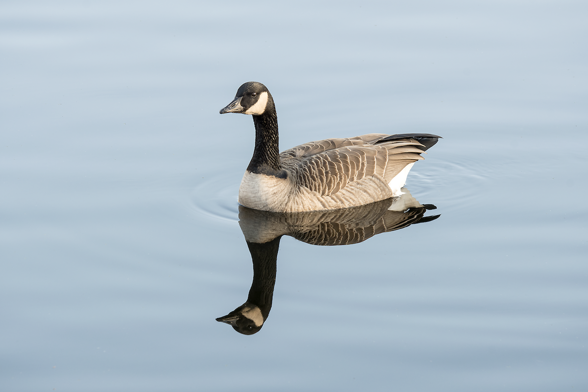 Canada Goose - ML75084701