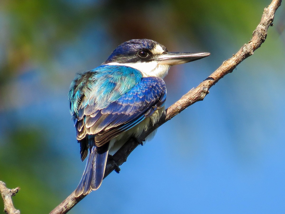 Forest Kingfisher - ML75085711