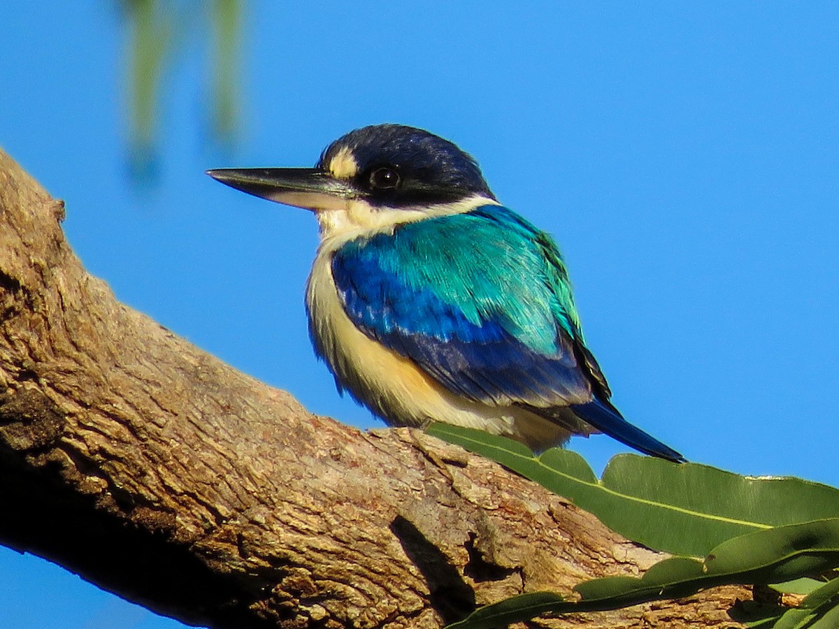 Forest Kingfisher - ML75085721