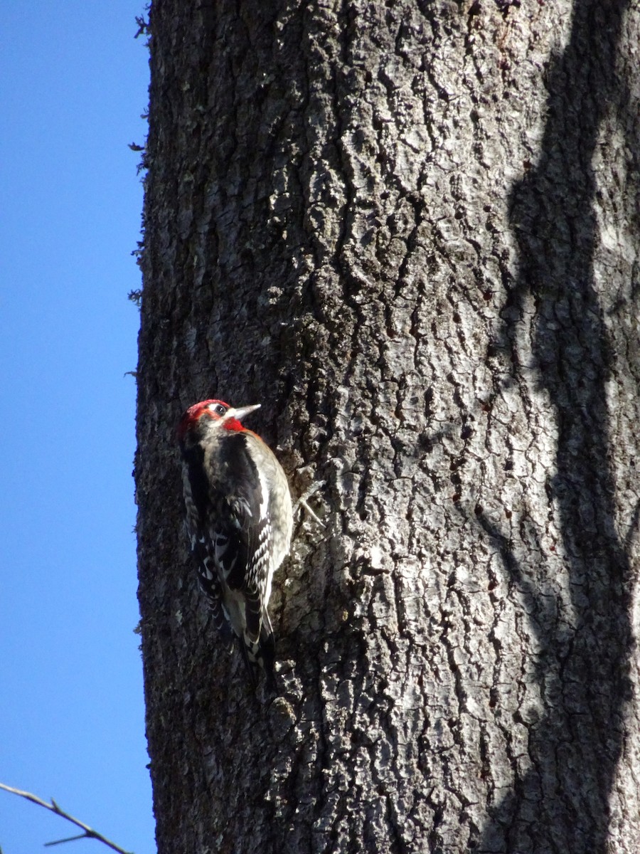 Red-naped x Red-breasted Sapsucker (hybrid) - ML75088041