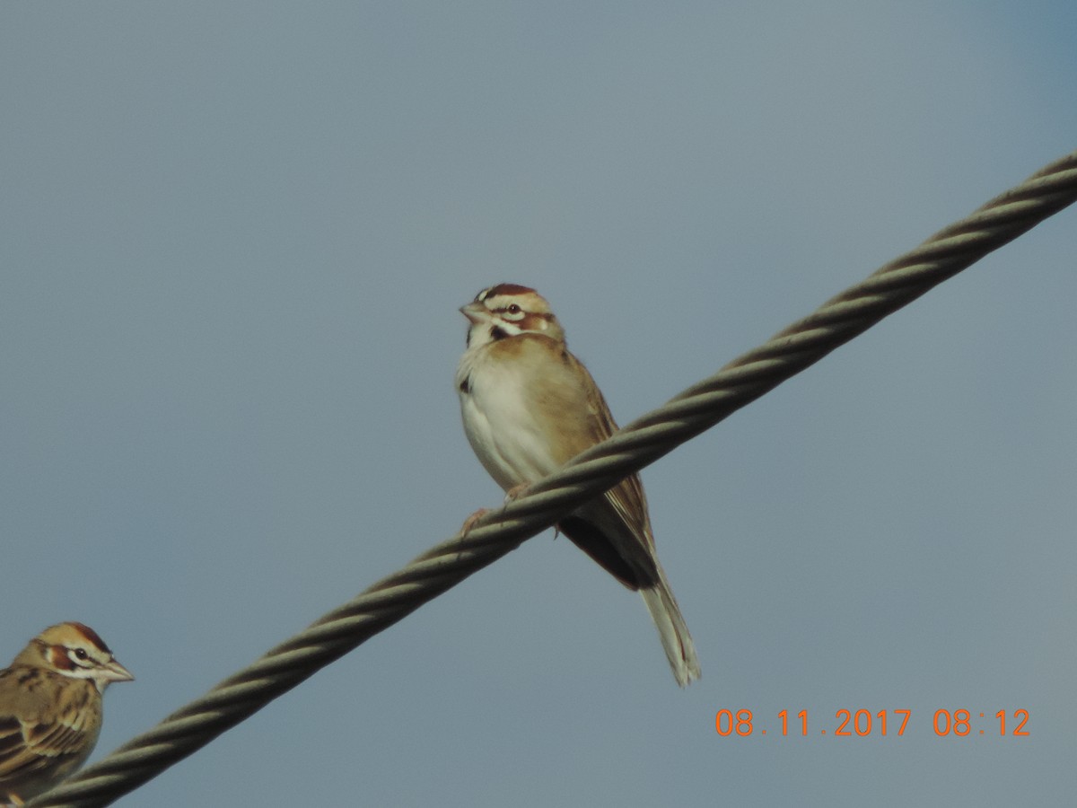 Lark Sparrow - Shiela Shallcross