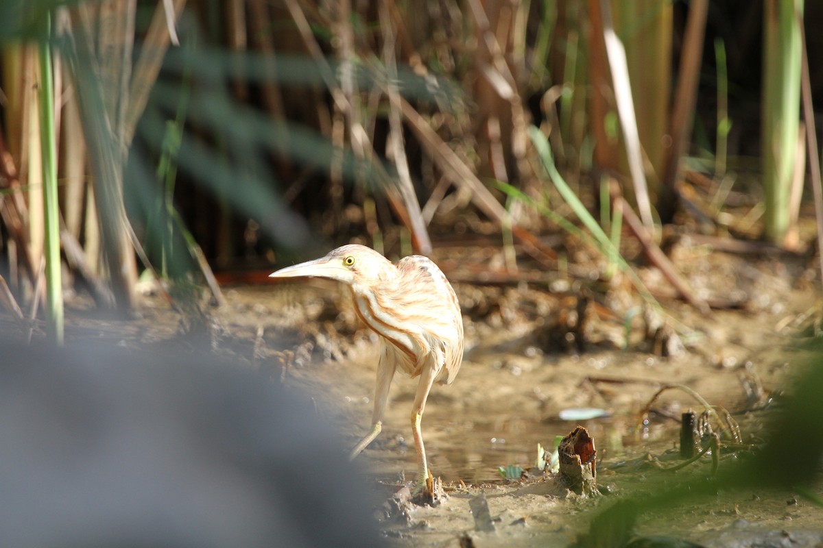 Yellow Bittern - ML75090501