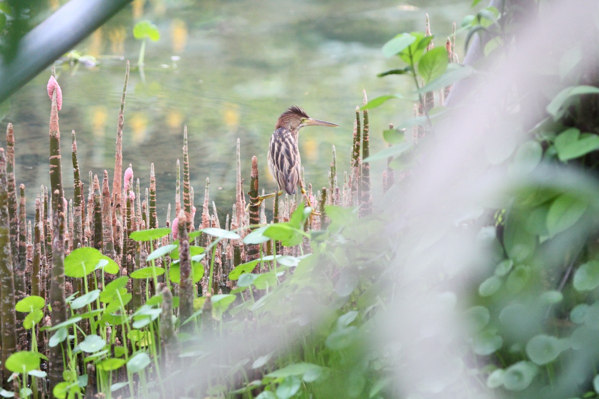 Yellow Bittern - ML75090511