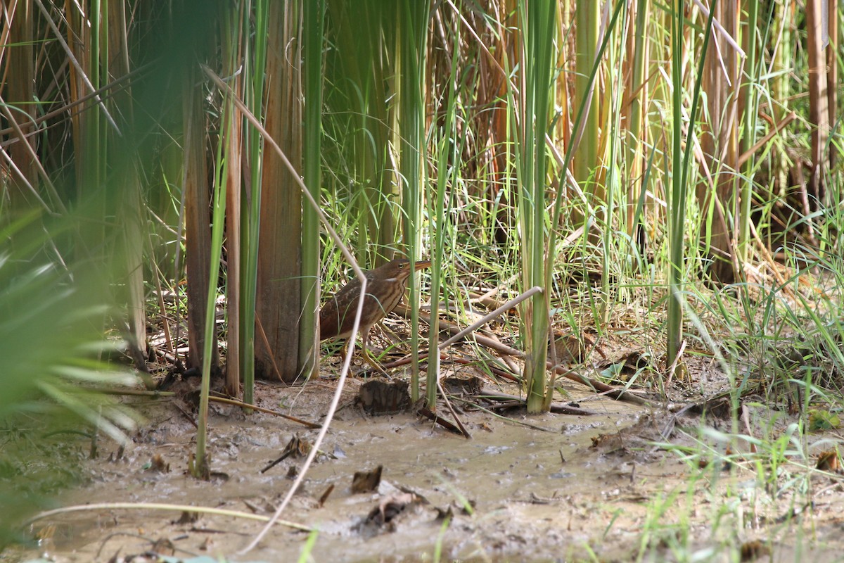 Cinnamon Bittern - ML75090521