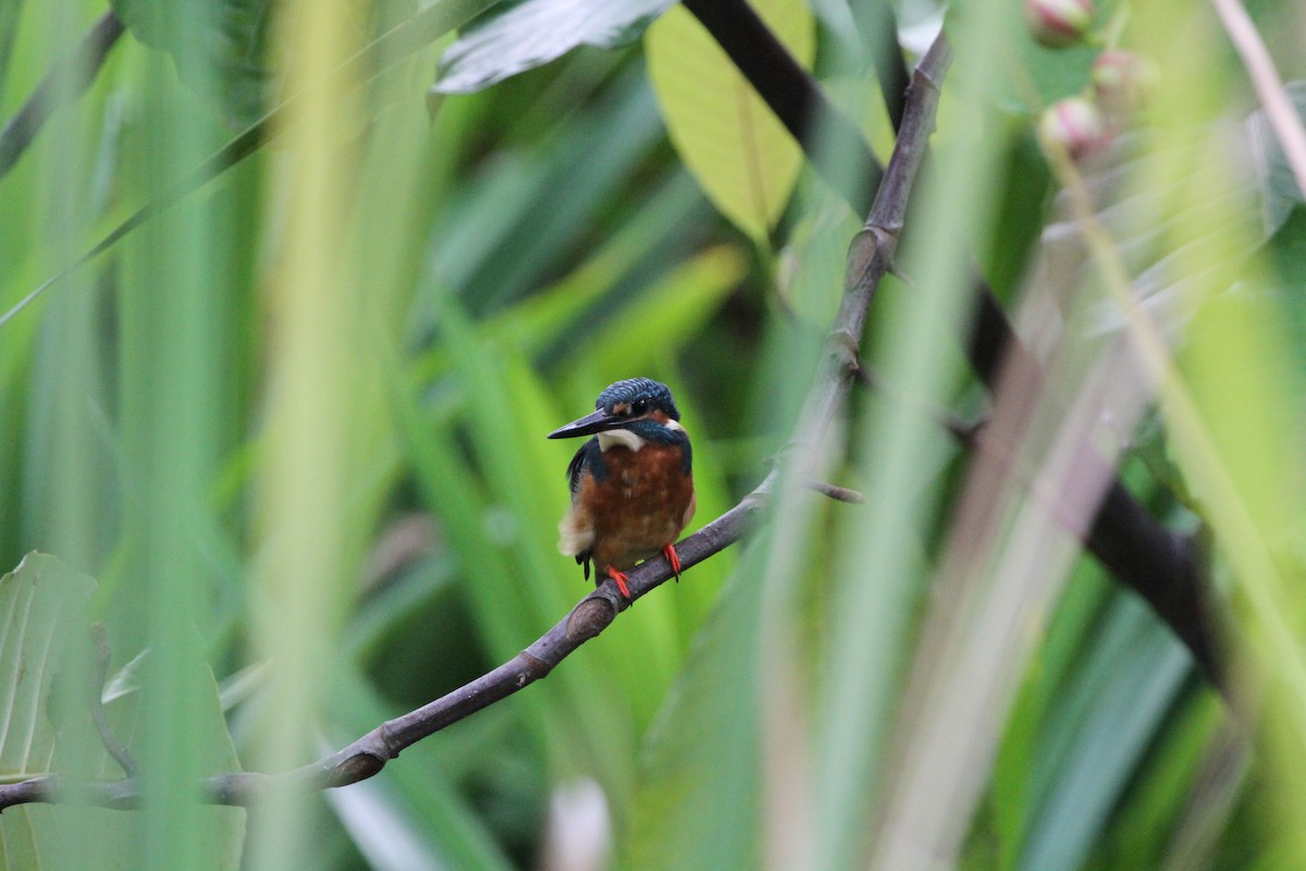 Common Kingfisher - ML75090541