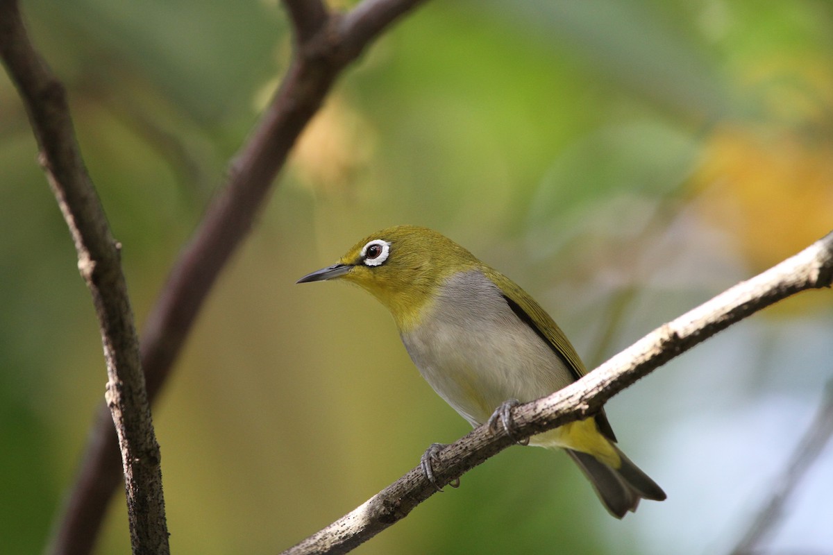 Swinhoe's White-eye - ML75090581