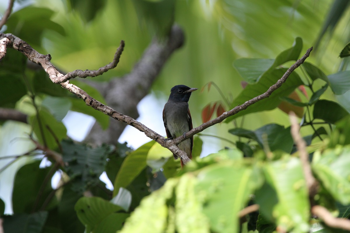 Amur Paradise-Flycatcher - ML75090621