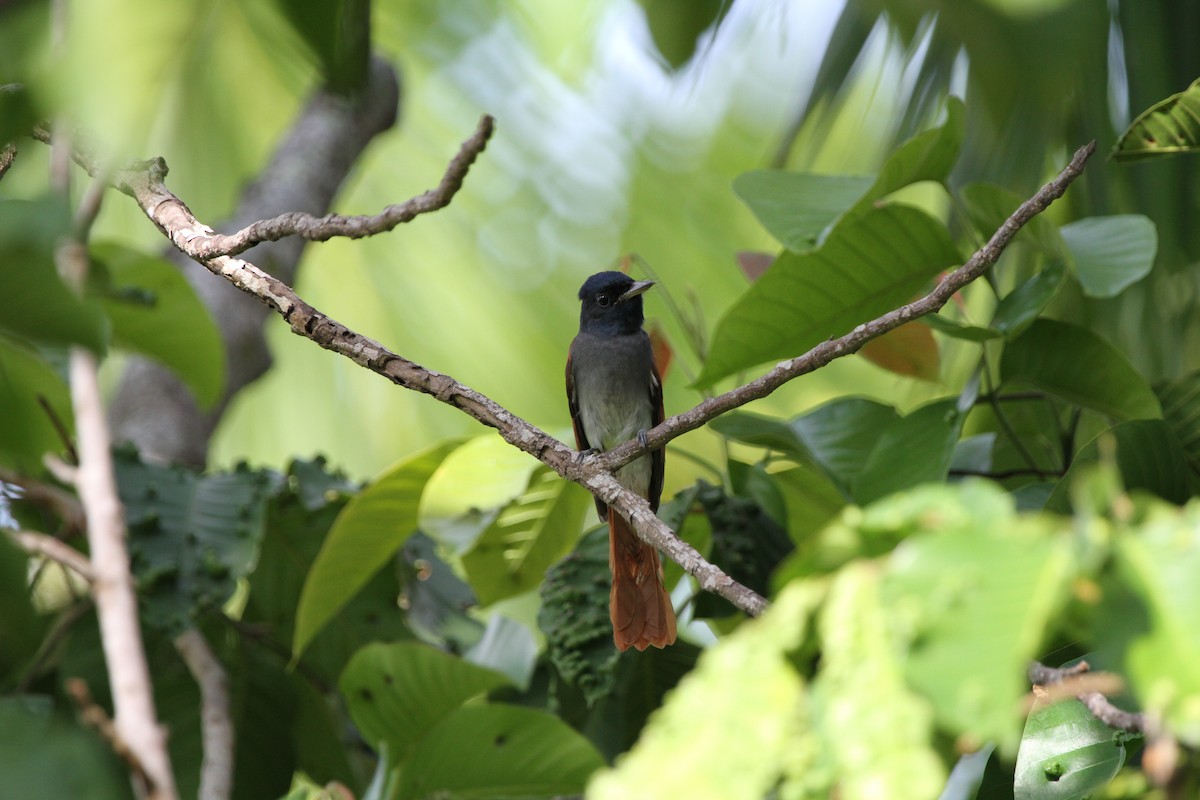 Amur Paradise-Flycatcher - ML75090631