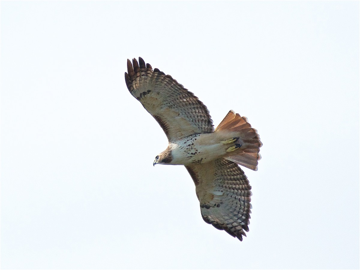 Red-tailed Hawk - Harlan Stewart