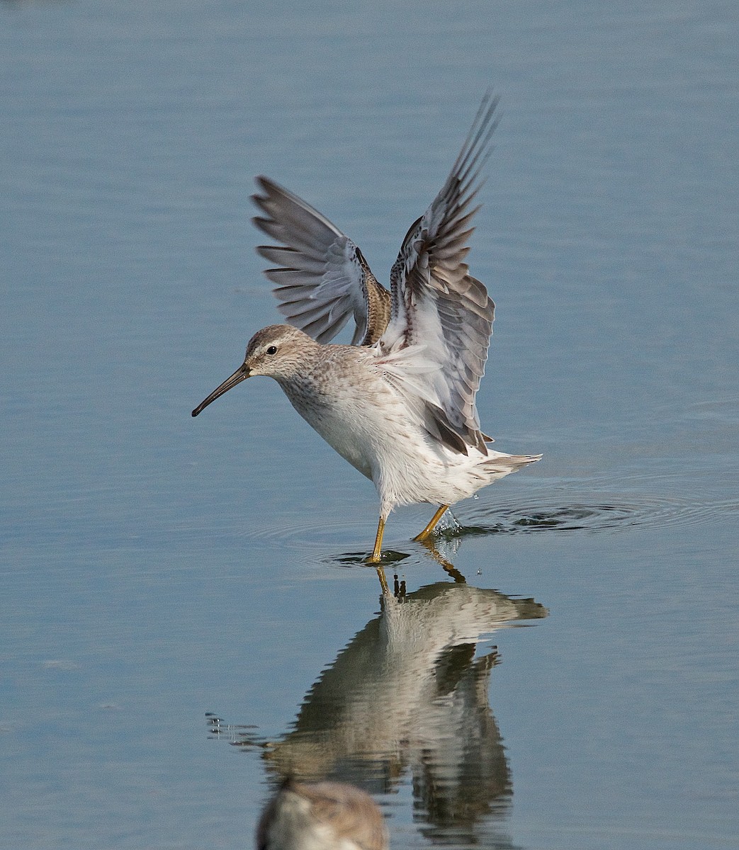 Stilt Sandpiper - Harlan Stewart