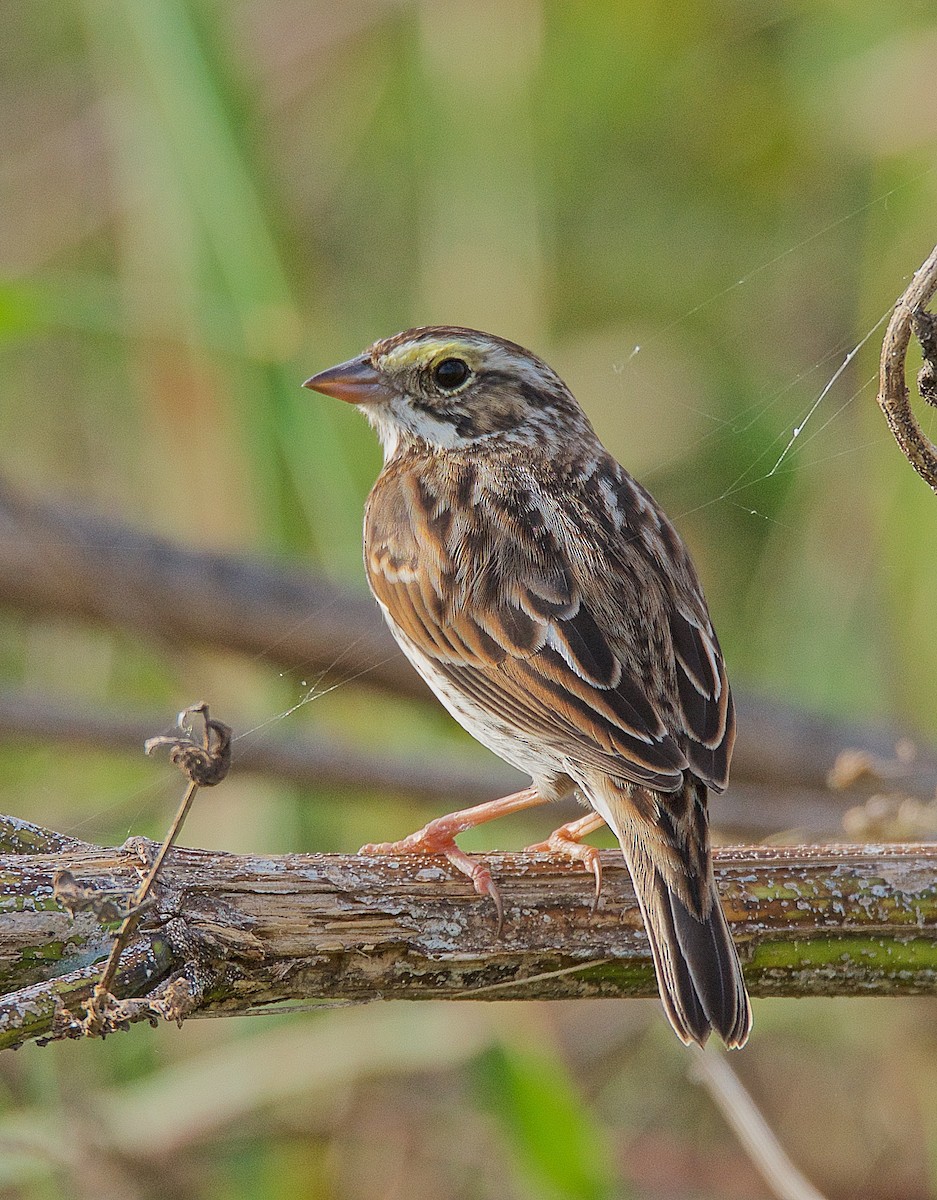 Savannah Sparrow - Harlan Stewart