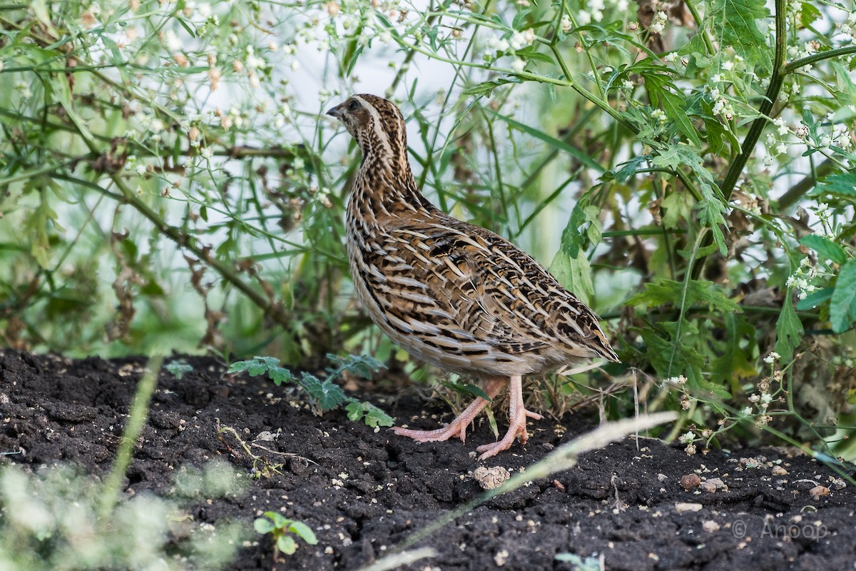 Common Quail - ML75092721