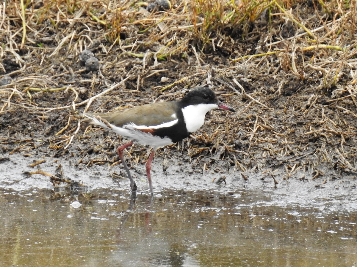 Red-kneed Dotterel - ML75093871