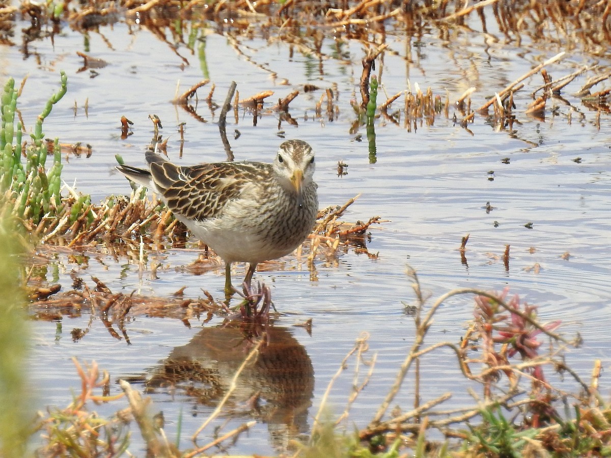 Graubrust-Strandläufer - ML75093901