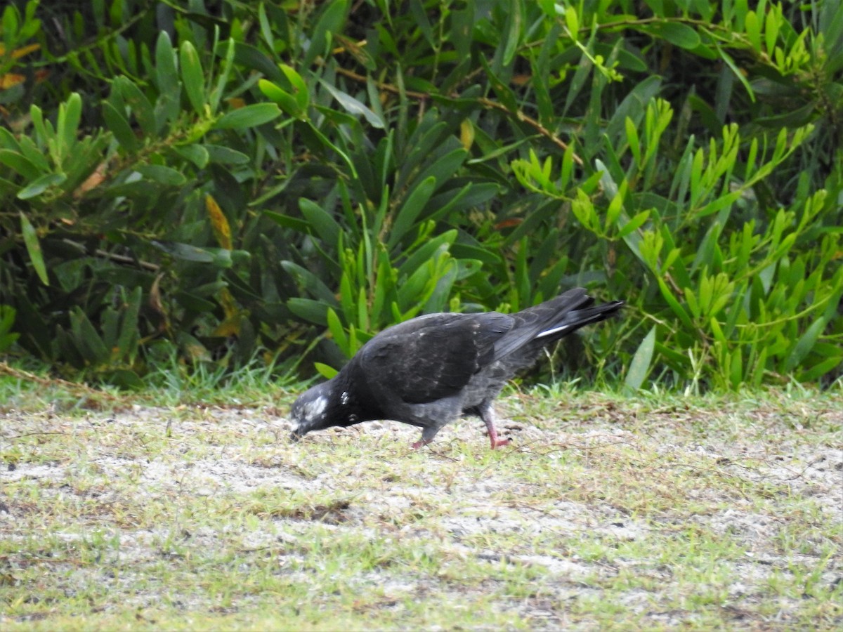 Rock Pigeon (Feral Pigeon) - Ken Crawley