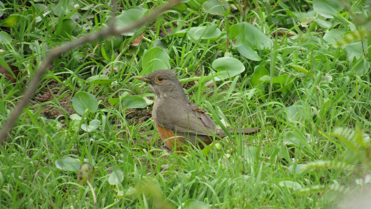 Rufous-bellied Thrush - Luis  Weymar Junior