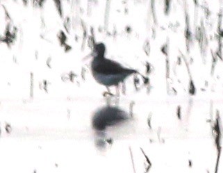 Greater Yellowlegs - ML75096311