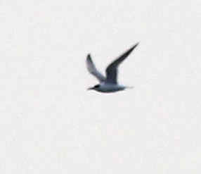 Forster's Tern - ML75096431