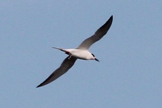 Forster's Tern - ML75096451