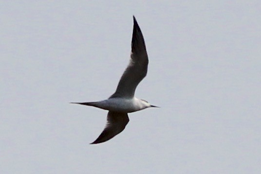 Forster's Tern - ML75096461