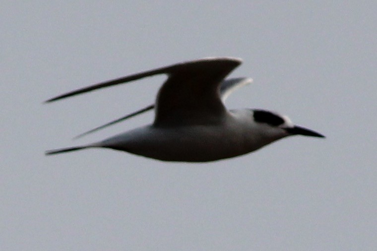 Forster's Tern - ML75096471